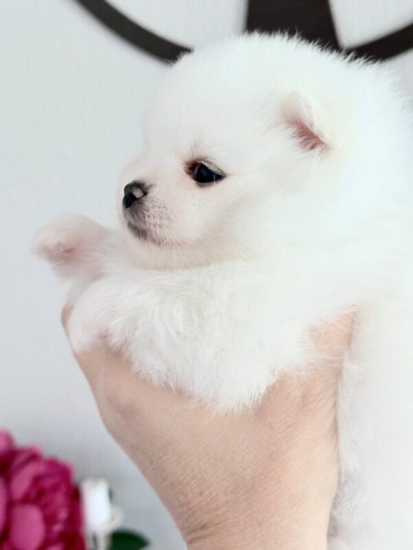Ilossa Pomeranian Ilossa Pomeranian