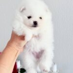 Ilossa-female-Pomeranian-puppy-for-sale-3