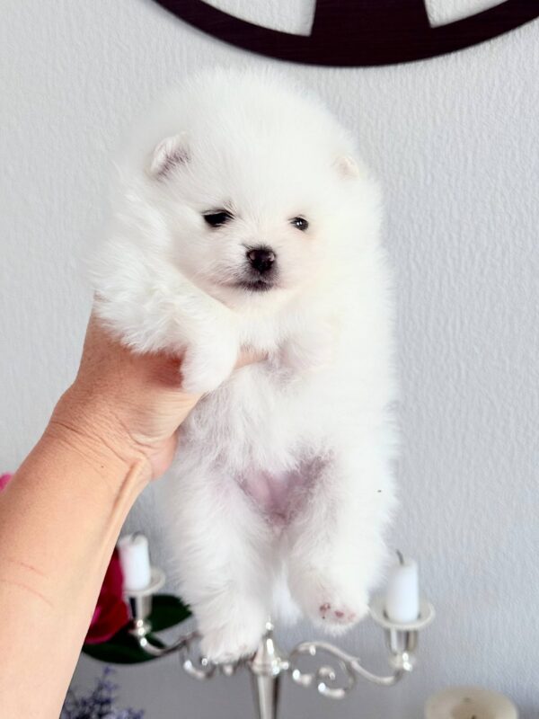 Ilossa Pomeranian Ilossa Pomeranian