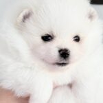 Ilossa-female-Pomeranian-puppy-for-sale-4