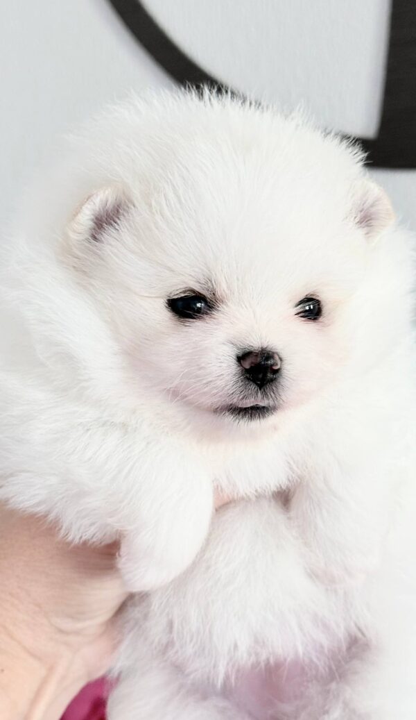 Ilossa Pomeranian Ilossa Pomeranian