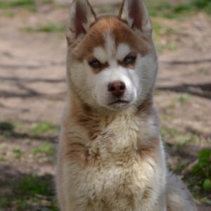 Inspiration Siberian Husky Inspiration Siberian Husky