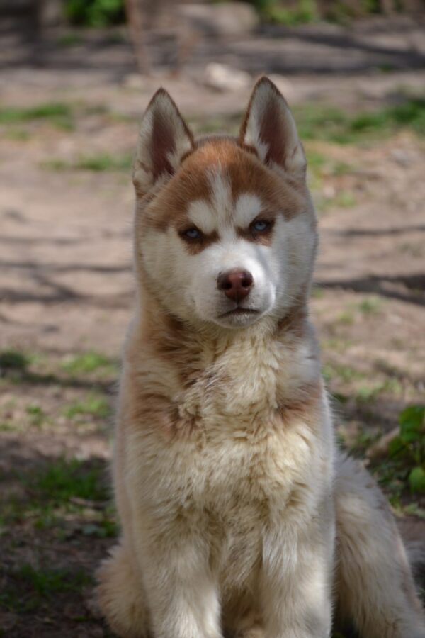 Inspiration Siberian Husky Inspiration Siberian Husky