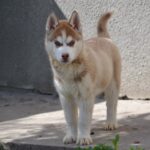Inspiration-male-Siberian-husky-puppy-for-sale-2