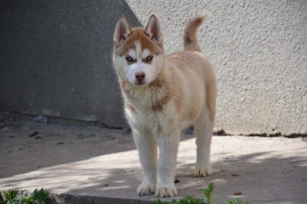 Inspiration Siberian Husky Inspiration Siberian Husky