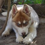 Interstellar-male-Siberian-husky-puppy-for-sale-1