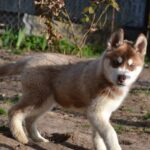 Interstellar-male-Siberian-husky-puppy-for-sale-2