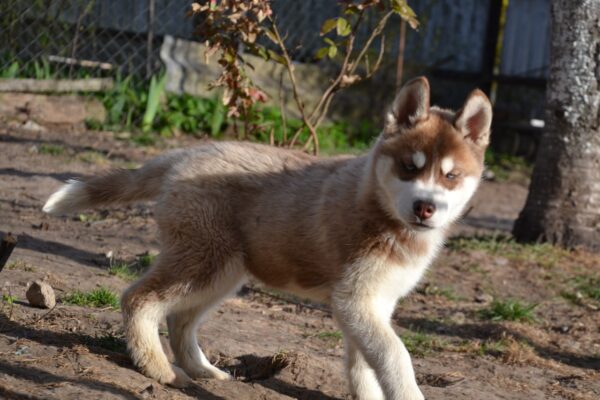 Interstellar Siberian Husky Interstellar Siberian Husky