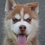 Invincible-Cooper-male-Siberian-husky-puppy-for-sale-1