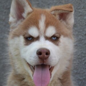 Invincible Cooper Siberian Husky Invincible Cooper Siberian Husky