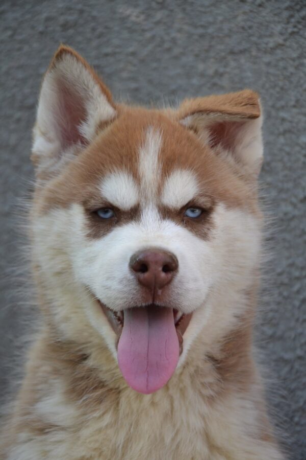 Invincible Cooper Siberian Husky Invincible Cooper Siberian Husky