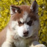 Iron-male-Siberian-husky-puppy-for-sale-1