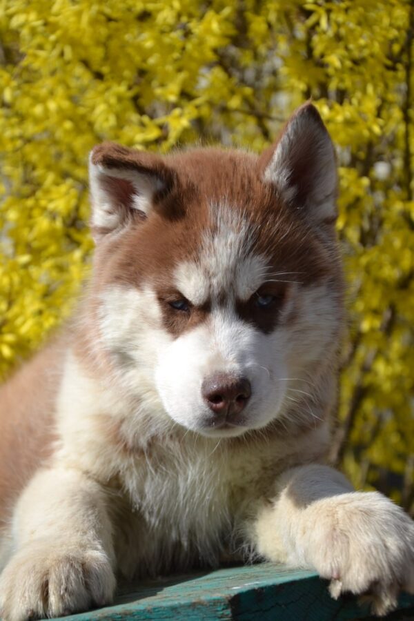 Iron Siberian Husky Iron Siberian Husky