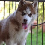 Iron-male-Siberian-husky-puppy-for-sale-2