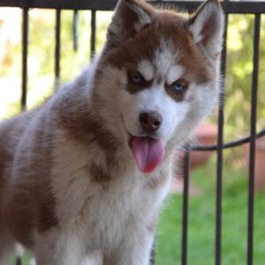 Iron Siberian Husky Iron Siberian Husky