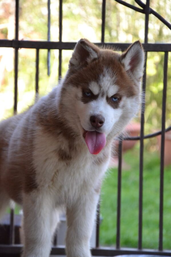 Iron Siberian Husky Iron Siberian Husky