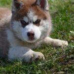 Iron-male-Siberian-husky-puppy-for-sale-3