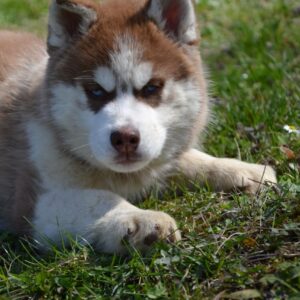 Iron Siberian Husky Iron Siberian Husky
