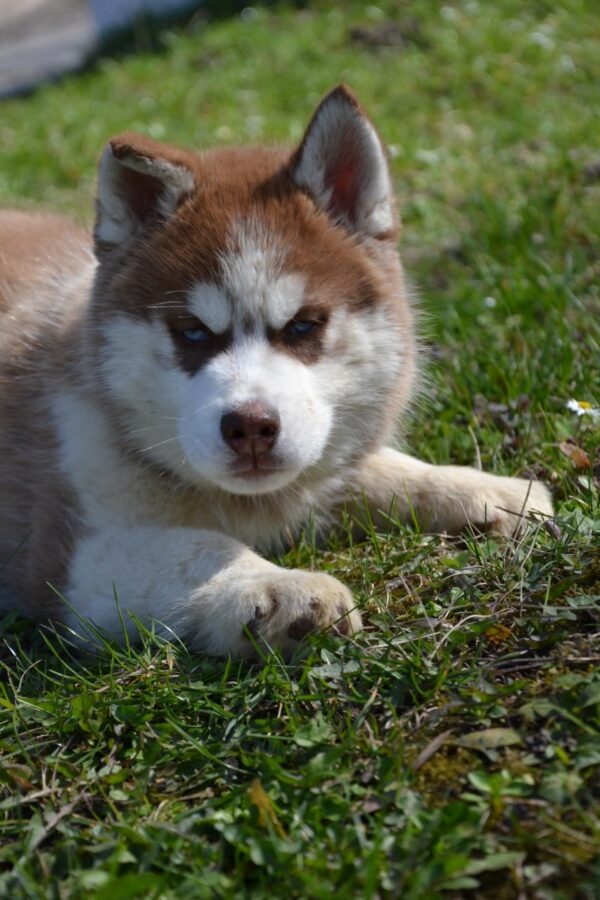 Iron Siberian Husky Iron Siberian Husky