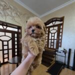 Jabo-male-maltipoo-puppy-for-sale-1 (1)(1)