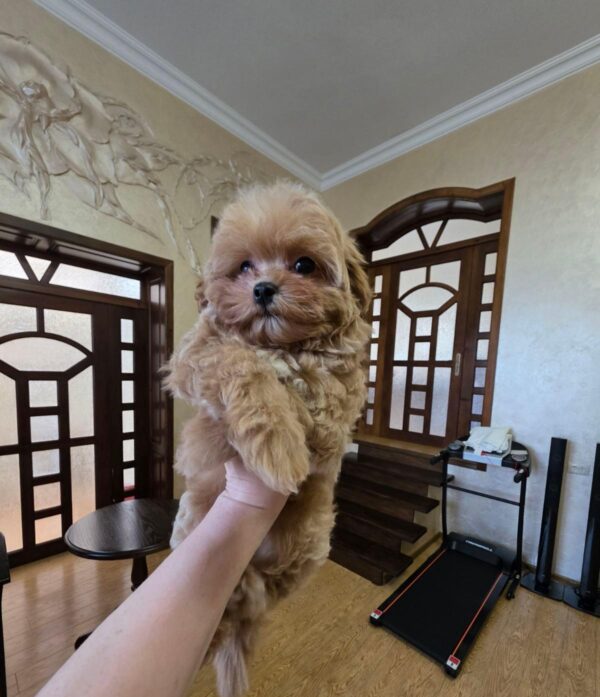 Jabo Maltipoo Jabo Maltipoo
