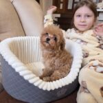 Jabo-male-maltipoo-puppy-for-sale-1 (2)(1)