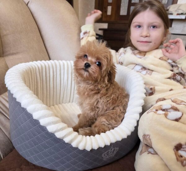 Jabo Maltipoo Jabo Maltipoo