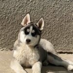 Jadda-female-Siberian-husky-puppy-for-sale-1