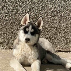 Jadda Siberian Husky Jadda Siberian Husky