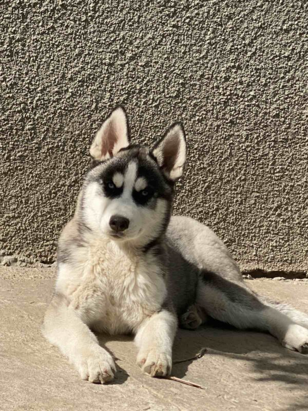 Jadda Siberian Husky Jadda Siberian Husky