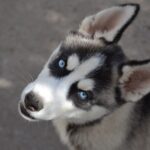 Jadda-female-Siberian-husky-puppy-for-sale-2