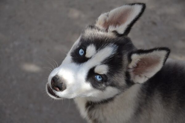 Jadda Siberian Husky Jadda Siberian Husky