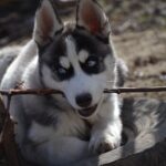 Jadda-female-Siberian-husky-puppy-for-sale-3