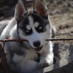 Jadda Siberian Husky Jadda Siberian Husky