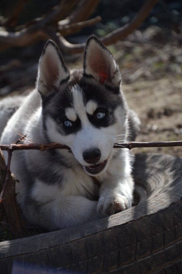 Jadda Siberian Husky Jadda Siberian Husky