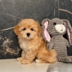 Jally-female-maltipoo-puppy-for-sale-1 (1)
