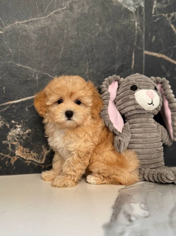 Jally Maltipoo Jally Maltipoo