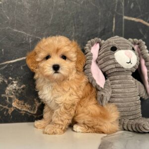 Jally Maltipoo Jally Maltipoo