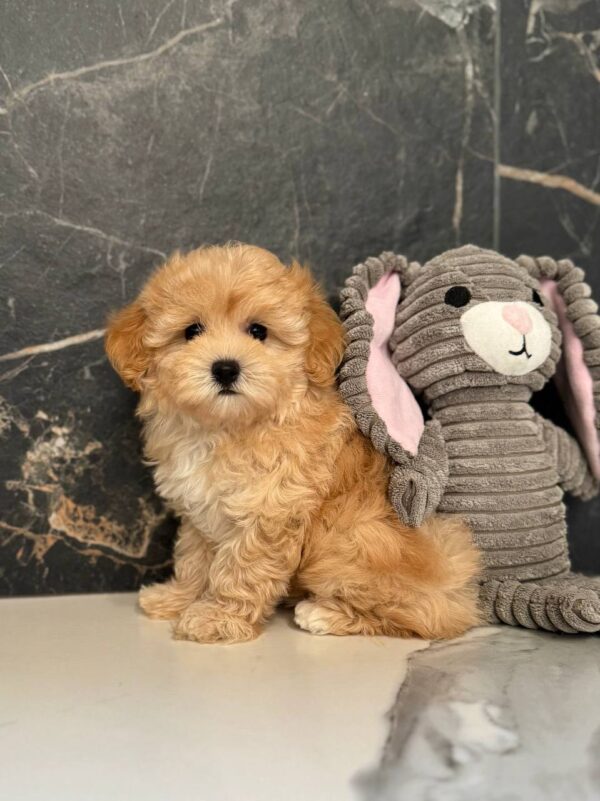 Jally Maltipoo Jally Maltipoo