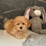 Jally-female-maltipoo-puppy-for-sale-1 (3)
