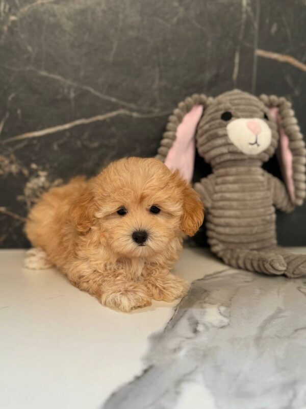 Jally Maltipoo Jally Maltipoo