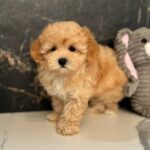 Jally-female-maltipoo-puppy-for-sale-1 (4)
