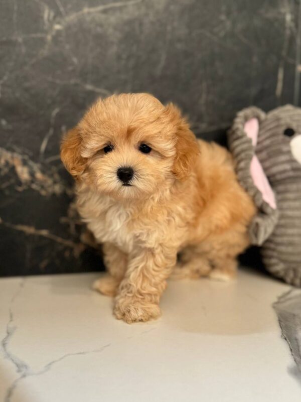 Jally Maltipoo Jally Maltipoo