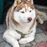 Jasper-male-Siberian-husky-puppy-for-sale-1