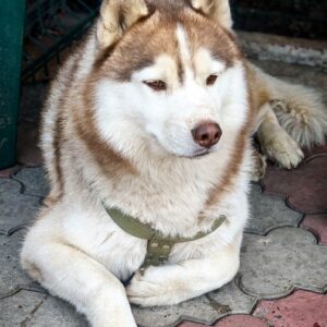Jasper Siberian Husky