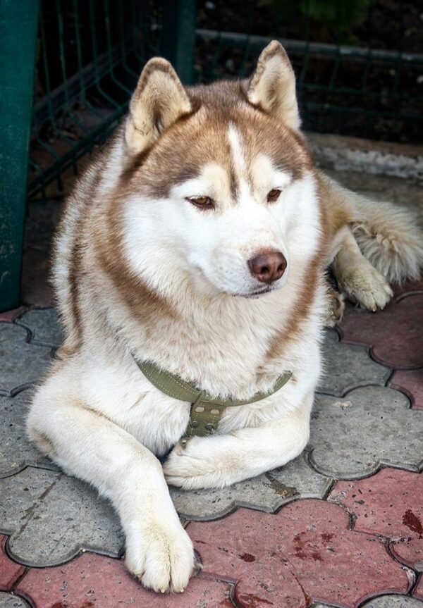 Jasper Siberian Husky Jasper Siberian Husky