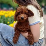 Junior-male-poodle-puppy-for-sale-1