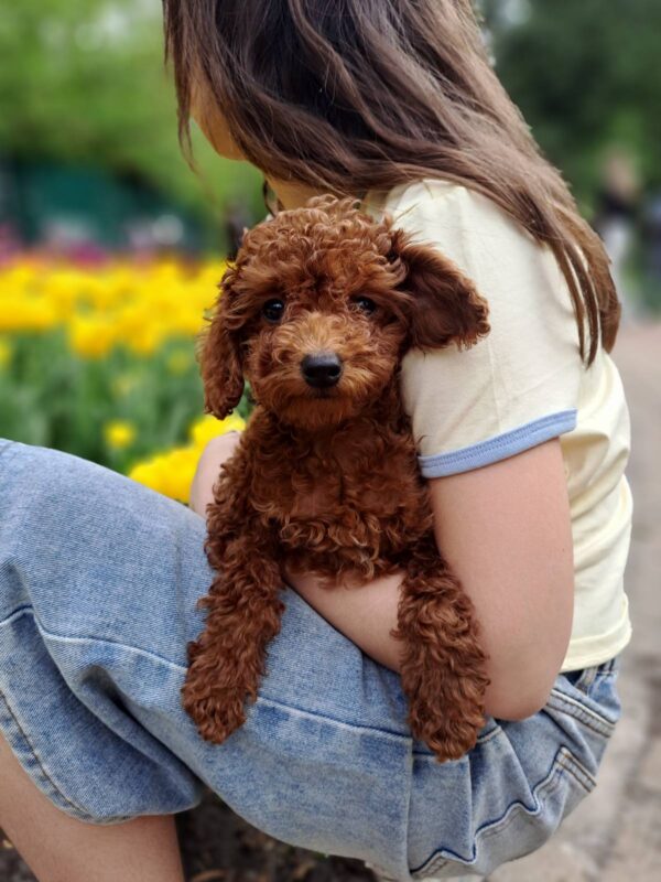 Junior Toy Poodle Junior Toy Poodle