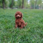 Junior-male-poodle-puppy-for-sale-2