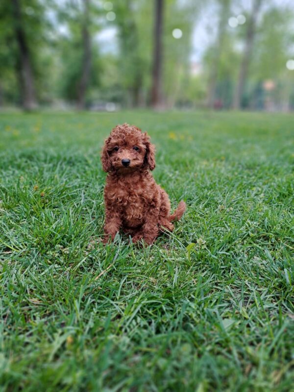 Junior Toy Poodle Junior Toy Poodle
